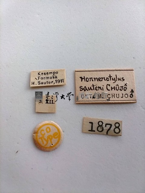 大蕈蟲藏品圖，第2張