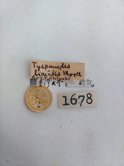 螟蛾藏品圖，第2張