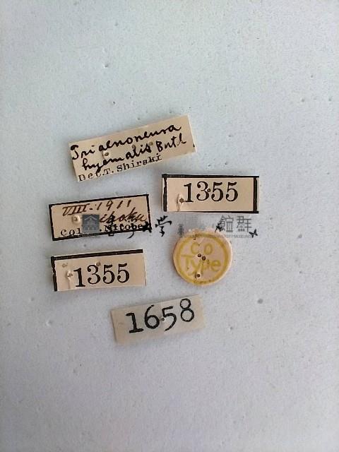 螟蛾藏品圖，第2張