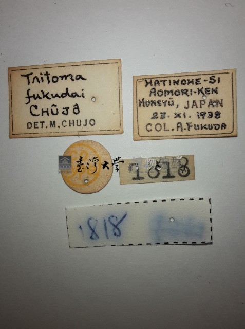 大蕈蟲藏品圖，第2張