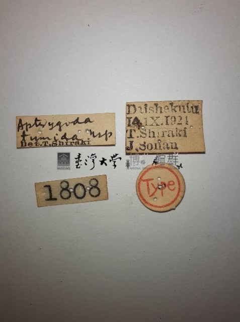 蠼螋藏品圖，第2張