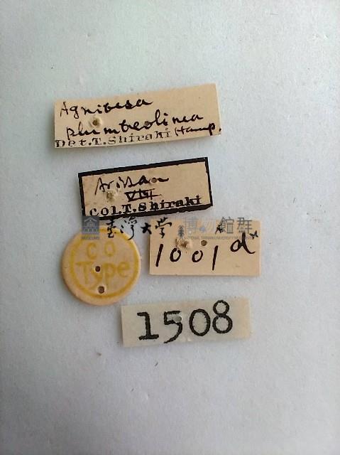 尺蛾藏品圖，第2張