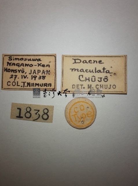 大蕈蟲藏品圖，第2張