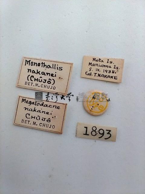 大蕈蟲藏品圖，第2張