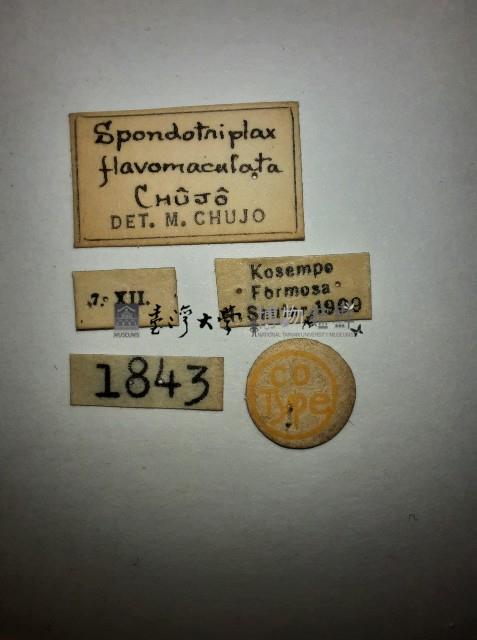 花甲藏品圖，第2張