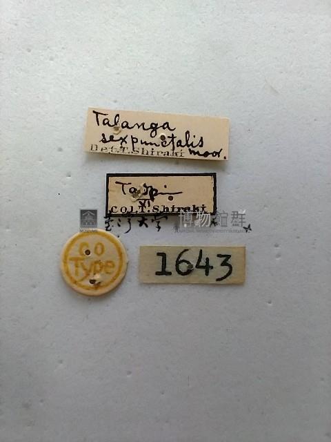 緗帶野螟蛾藏品圖，第2張