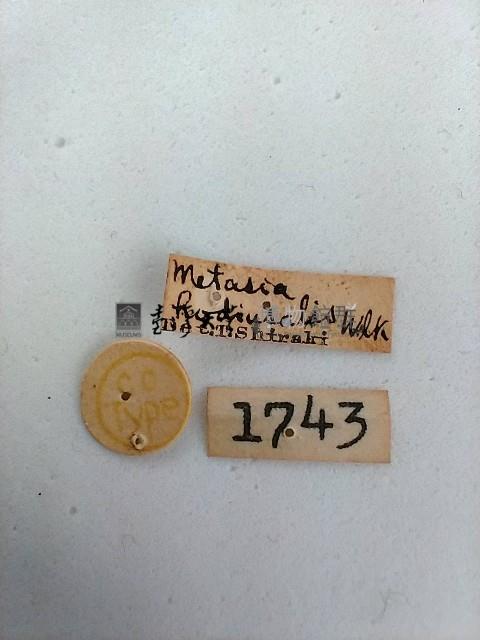 螟蛾藏品圖，第2張