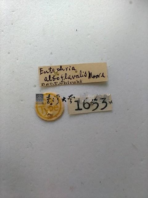 螟蛾藏品圖，第2張