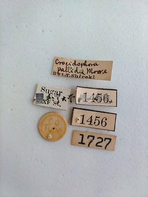 螟蛾藏品圖，第2張