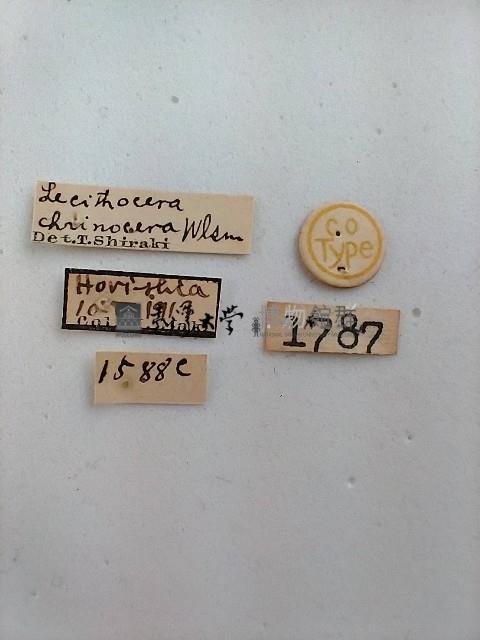 雕翅蛾藏品圖，第2張