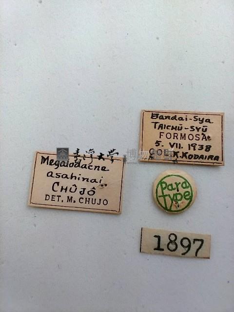 大蕈蟲藏品圖，第2張