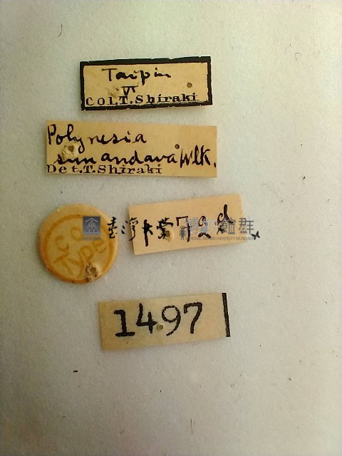 尺蛾藏品圖，第2張