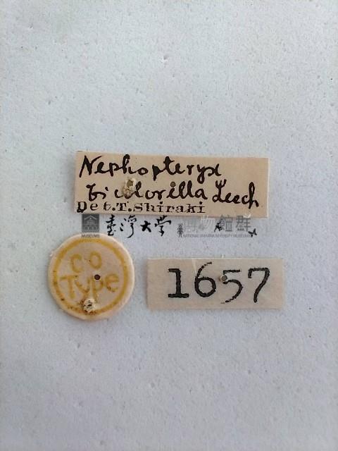 螟蛾藏品圖，第2張