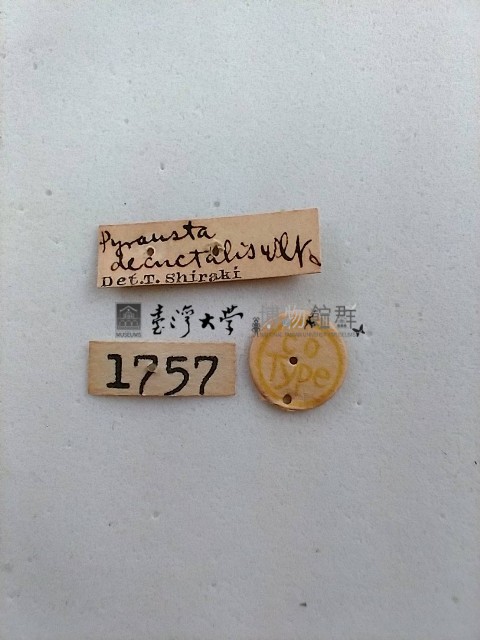 螟蛾藏品圖，第2張
