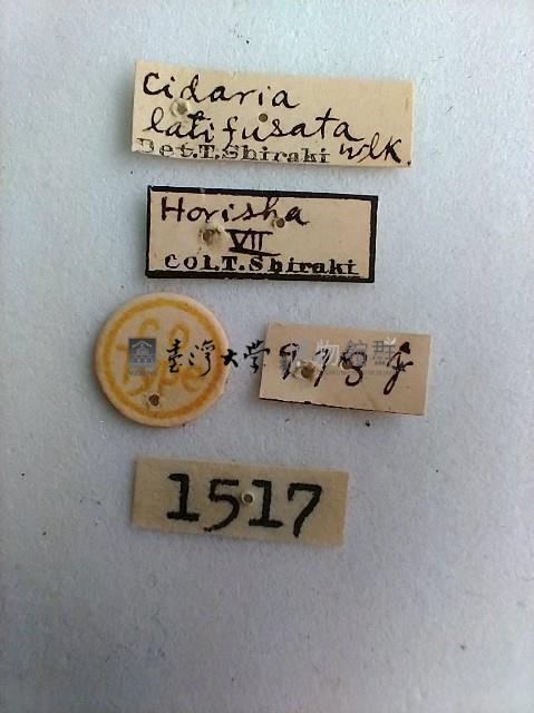 尺蛾藏品圖，第2張