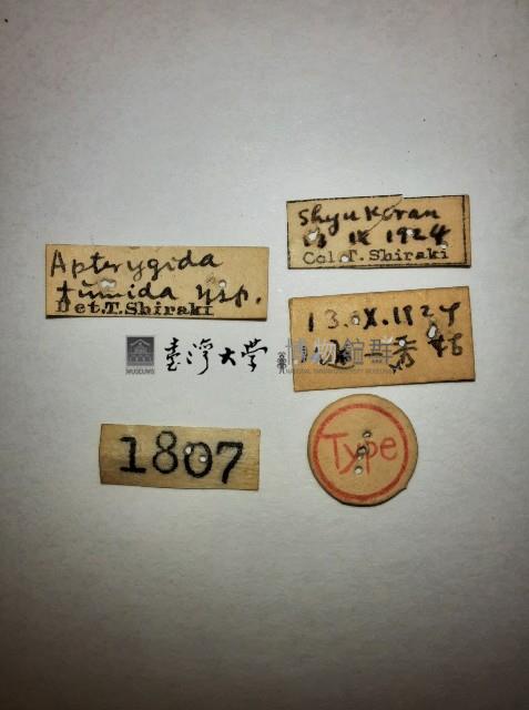 蠼螋藏品圖，第2張