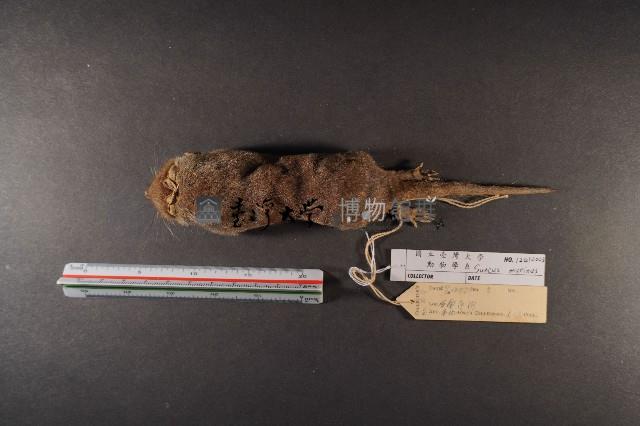 臭鼩藏品圖，第5張