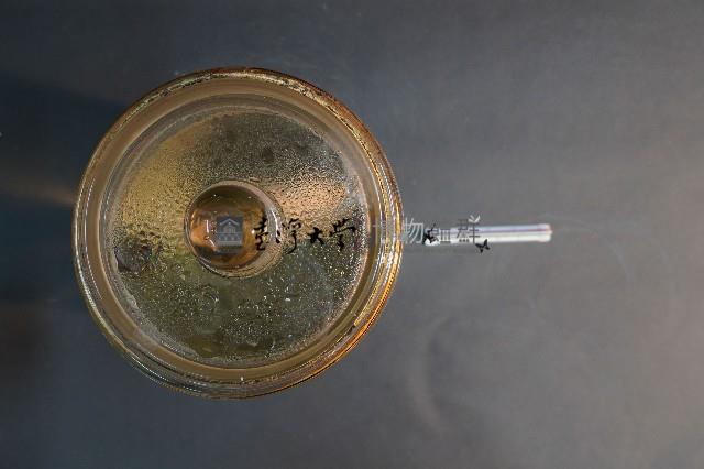 初出生之貓藏品圖，第5張