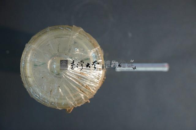 海洋發光生物藏品圖，第5張