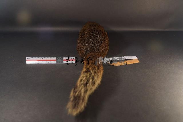 赤腹松鼠藏品圖，第5張