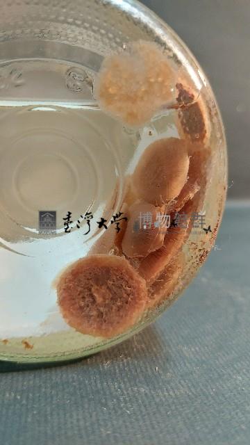 銀幣水母藏品圖，第5張