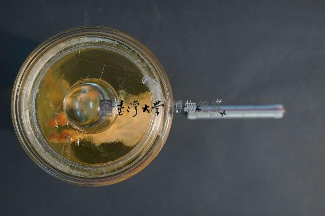 大白鼠解剖藏品圖，第5張