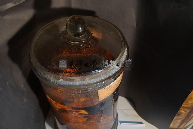 臺灣穿山甲(鯪鯉)藏品圖，第5張