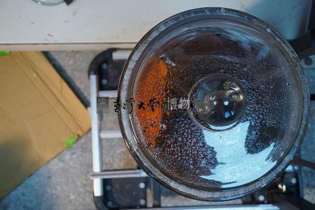 家犬的解剖藏品圖，第5張