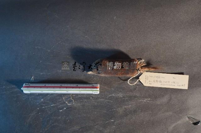 日本鼩鼴藏品圖，第5張