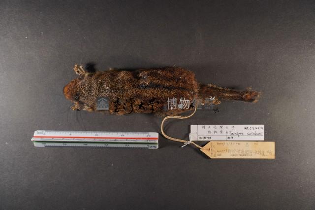 隱紋花松鼠藏品圖，第5張