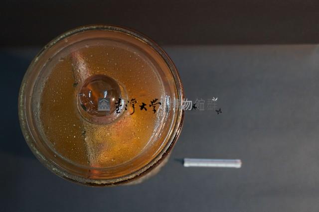 兔的解剖藏品圖，第5張