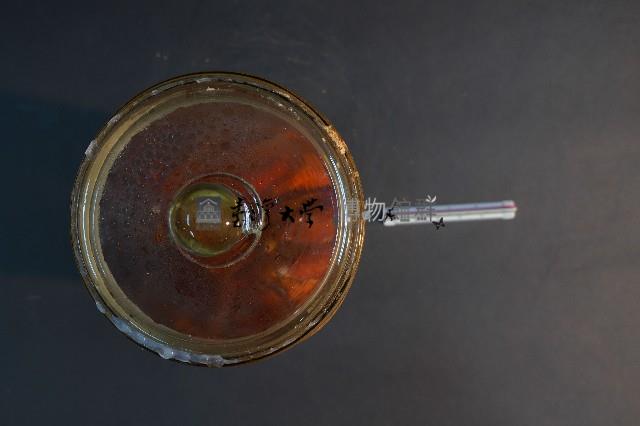 臺灣穿山甲藏品圖，第5張