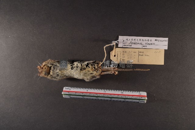 臺灣森鼠藏品圖，第6張