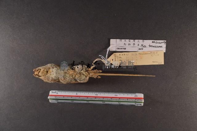 月鼠藏品圖，第6張