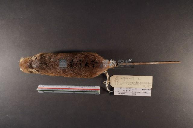 小黃腹鼠藏品圖，第6張