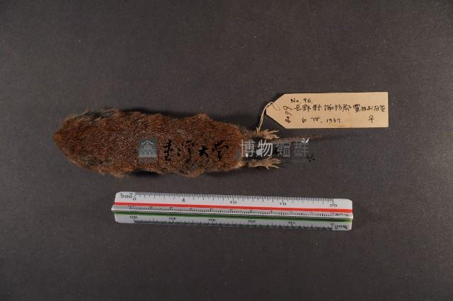 史密斯絨鼠藏品圖，第6張