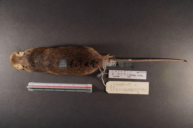 小黃腹鼠藏品圖，第6張