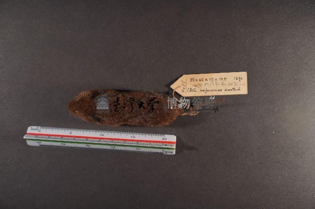 史密斯絨鼠藏品圖，第6張