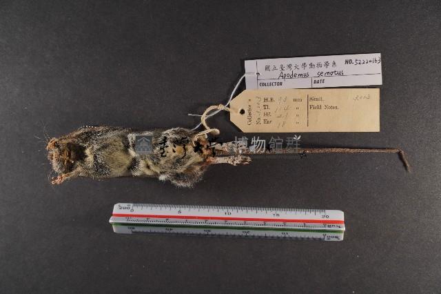 臺灣森鼠藏品圖，第6張