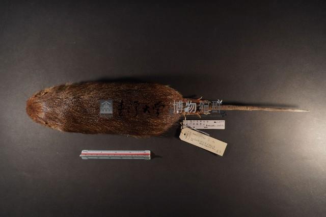 鬼鼠藏品圖，第6張