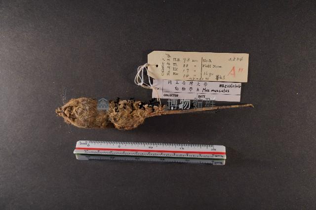 小家鼠藏品圖，第6張