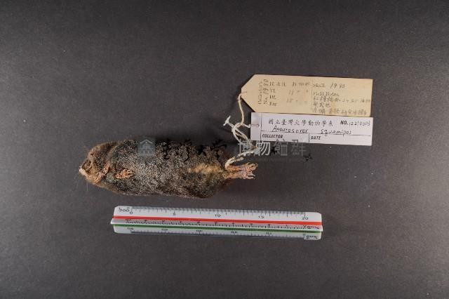 山階氏鼩鼱藏品圖，第6張