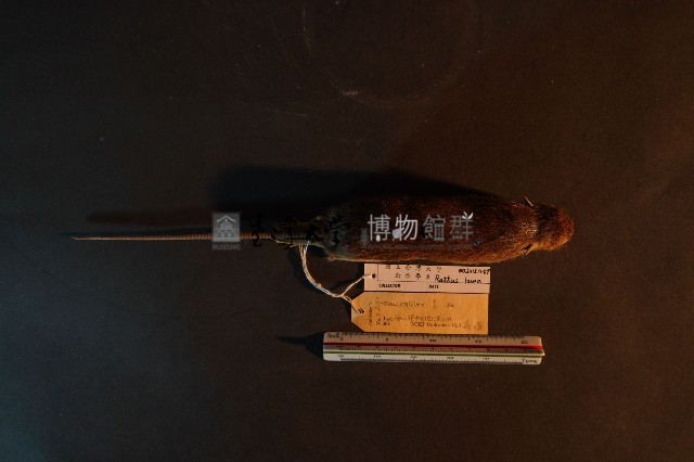 小黃腹鼠藏品圖，第6張