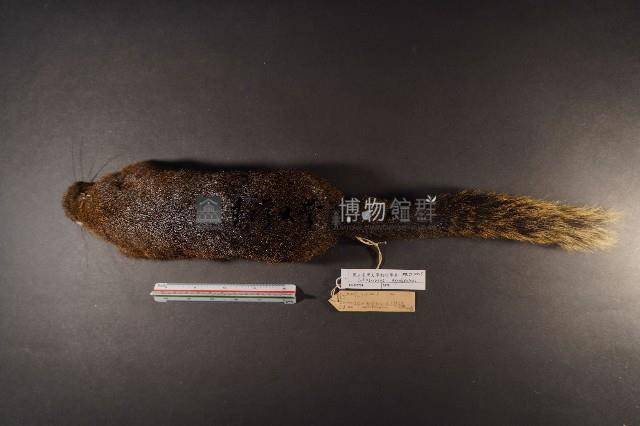 赤腹松鼠藏品圖，第6張