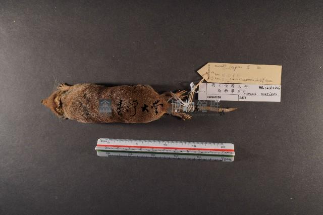 臭鼩藏品圖，第6張