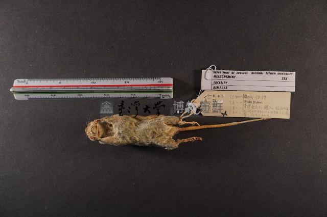 月鼠藏品圖，第6張