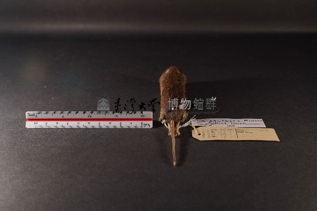 臺灣森鼠藏品圖，第4張
