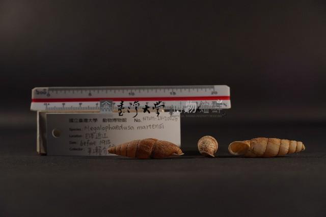 煙管螺藏品圖，第4張