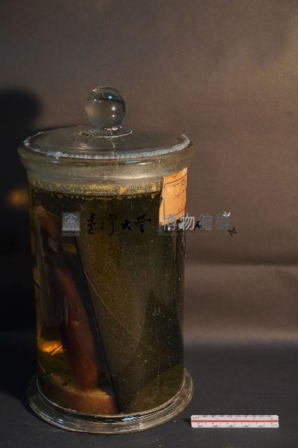 鬼鼠的解剖藏品圖，第4張