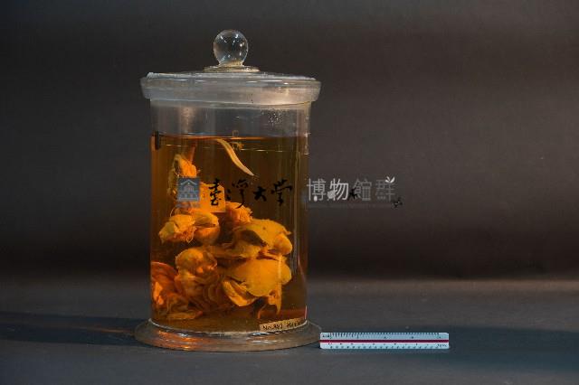 臺灣穿山甲的內部器官(解剖)藏品圖，第4張